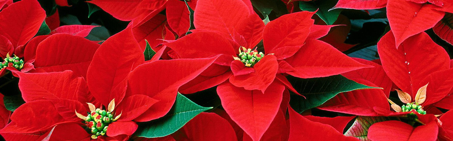 Poinsettia Sale